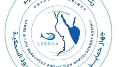 جهاز حماية: إطلاق الدفعة الرابعة من يرقات الجمبري في بحيرة قارون