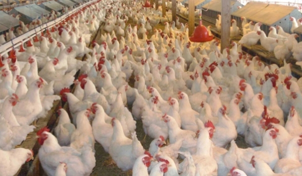 أسعار الدواجن